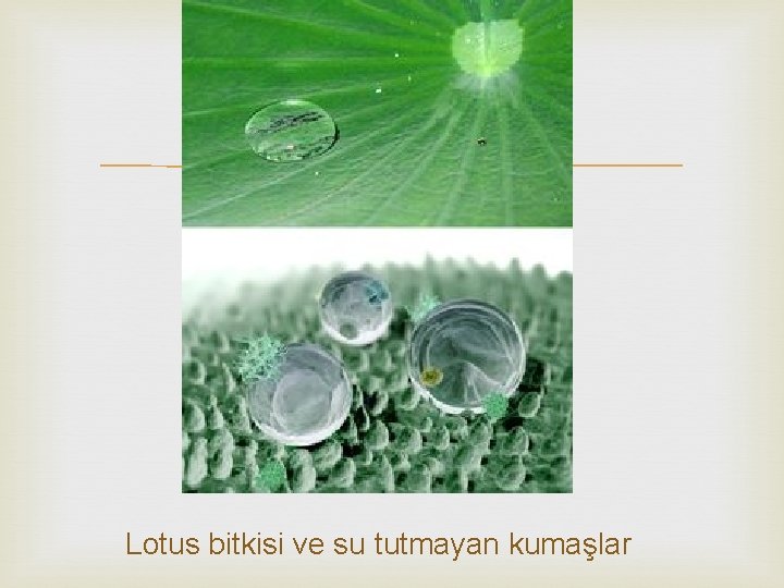  Lotus bitkisi ve su tutmayan kumaşlar 