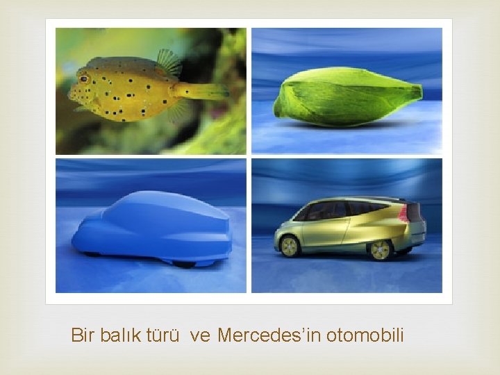  Bir balık türü ve Mercedes’in otomobili 