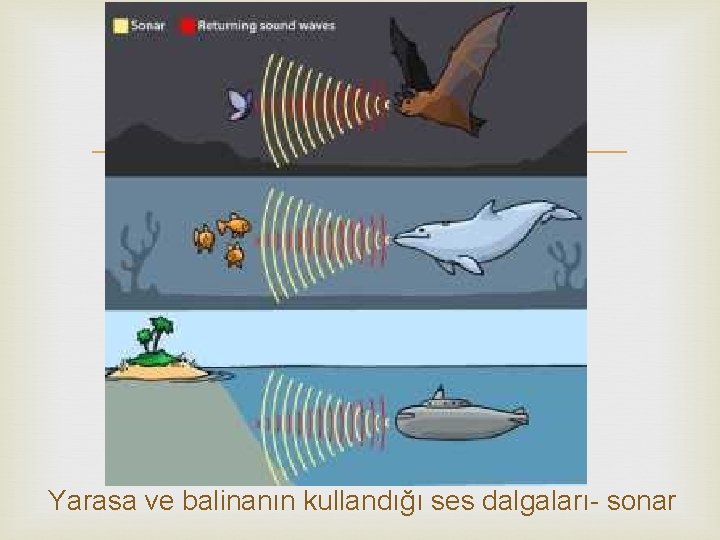  Yarasa ve balinanın kullandığı ses dalgaları- sonar 