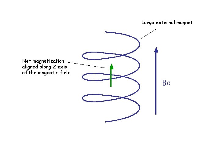 Large external magnet Net magnetization aligned along Z-axis of the magnetic field Bo 