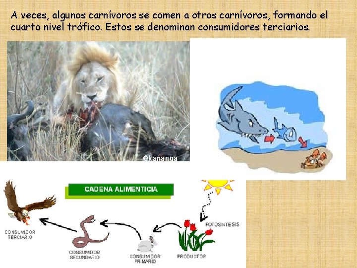 A veces, algunos carnívoros se comen a otros carnívoros, formando el cuarto nivel trófico.