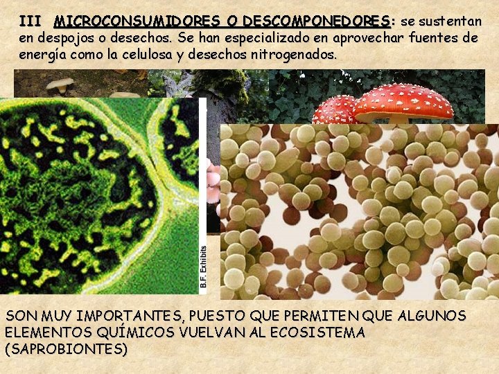III MICROCONSUMIDORES O DESCOMPONEDORES: se sustentan en despojos o desechos. Se han especializado en