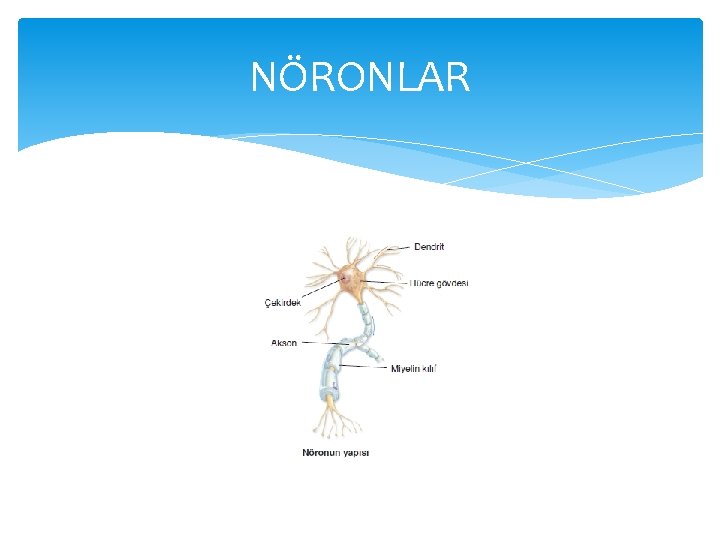 NÖRONLAR 