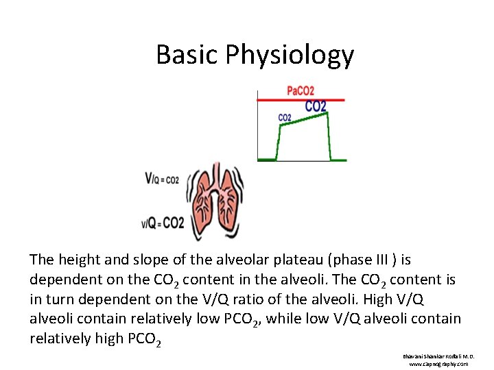 Basic Physiology The height and slope of the alveolar plateau (phase III ) is