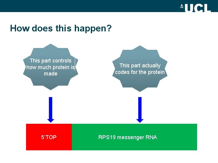 How does this happen? This part controls how much protein is made 5’TOP This