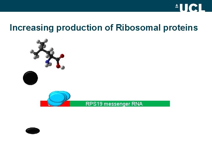 Increasing production of Ribosomal proteins 5’TOP RPS 19 messenger RNA 