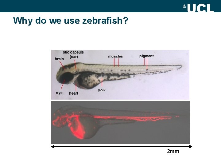 Why do we use zebrafish? 2 mm 