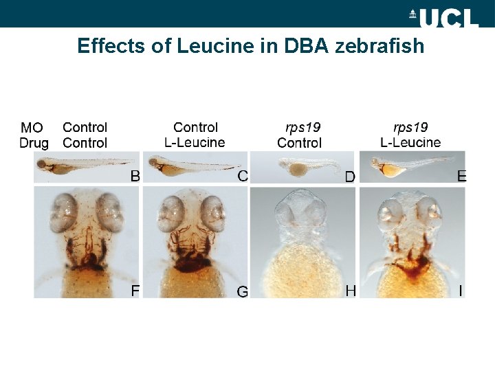 Effects of Leucine in DBA zebrafish 
