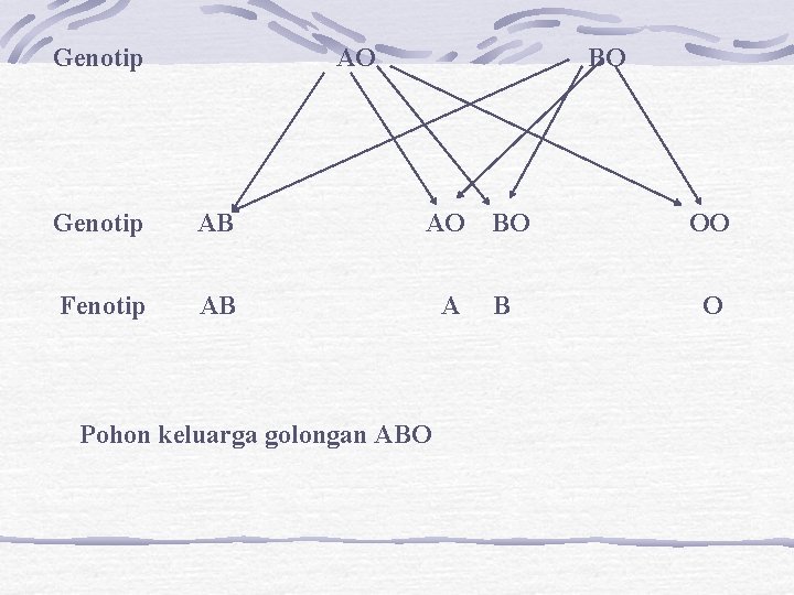 Genotip AO BO Genotip AB AO Fenotip AB A Pohon keluarga golongan ABO BO