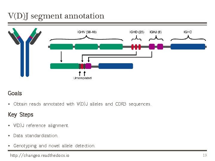 V(D)J segment annotation Goals § Obtain reads annotated with V(D)J alleles and CDR 3