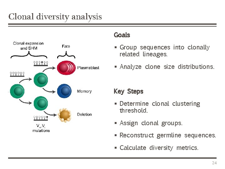 Clonal diversity analysis Goals § Group sequences into clonally related lineages. § Analyze clone