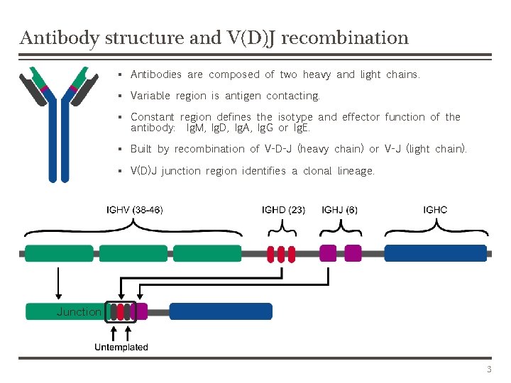 Antibody structure and V(D)J recombination § Antibodies are composed of two heavy and light