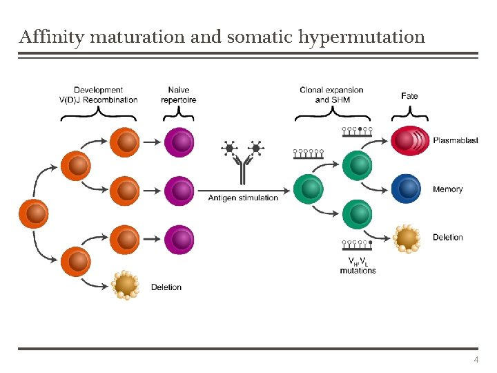 Affinity maturation and somatic hypermutation 4 