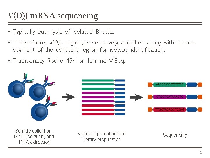 V(D)J m. RNA sequencing § Typically bulk lysis of isolated B cells. § The