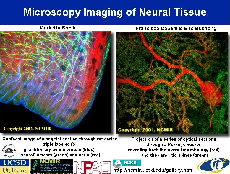 Microscopy Imaging of Neural Tissue Marketta Bobik Francisco Capani & Eric Bushong Confocal image