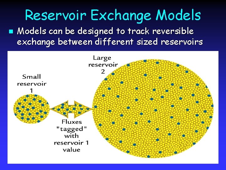 Reservoir Exchange Models n Models can be designed to track reversible exchange between different