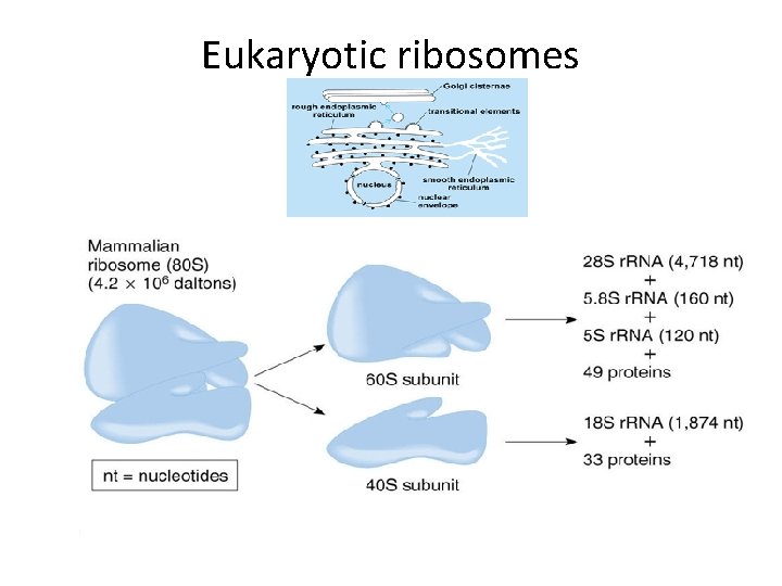 Eukaryotic ribosomes Eukaryotic ribosomes
