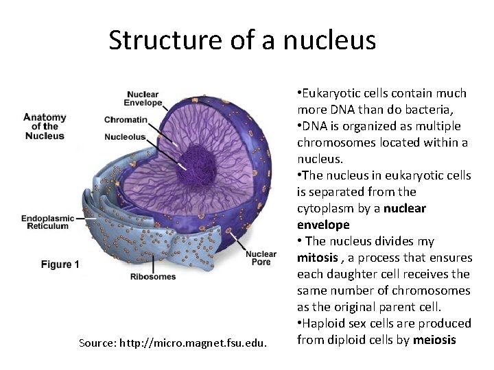 Structure of a nucleus Source: http: //micro. magnet. fsu. edu. • Eukaryotic cells contain Structure of a nucleus Source: http: //micro. magnet. fsu. edu. • Eukaryotic cells contain