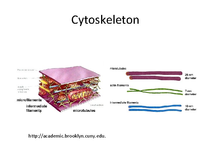 Cytoskeleton http: //academic. brooklyn. cuny. edu. 