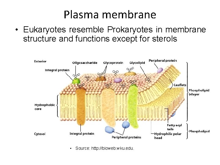 Plasma membrane • Eukaryotes resemble Prokaryotes in membrane structure and functions except for sterols Plasma membrane • Eukaryotes resemble Prokaryotes in membrane structure and functions except for sterols