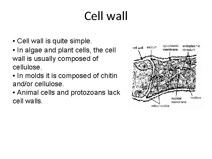 Cell wall • Cell wall is quite simple. • In algae and plant cells, Cell wall • Cell wall is quite simple. • In algae and plant cells,