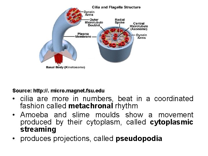 Source: http: //. micro. magnet. fsu. edu • cilia are more in numbers, beat