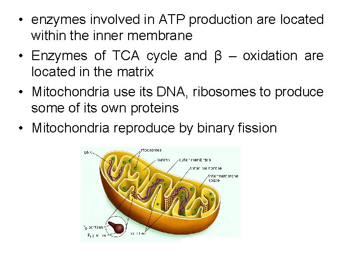 • enzymes involved in ATP production are located within the inner membrane • • enzymes involved in ATP production are located within the inner membrane •