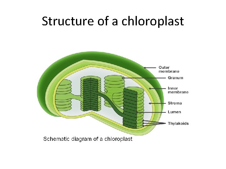 Structure of a chloroplast 