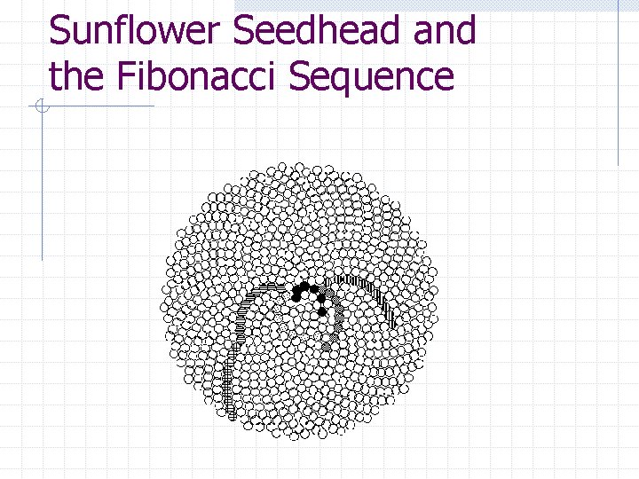 Sunflower Seedhead and the Fibonacci Sequence 