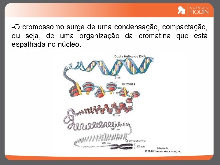 -O cromossomo surge de uma condensação, compactação, ou seja, de uma organização da cromatina