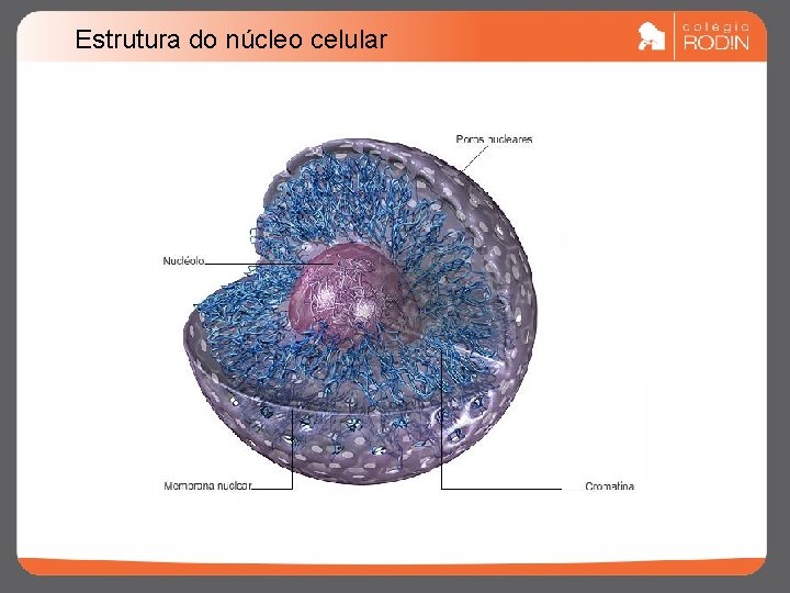 Estrutura do núcleo celular 