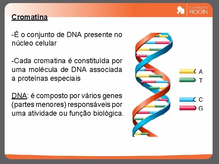 Cromatina -É o conjunto de DNA presente no núcleo celular -Cada cromatina é constituída