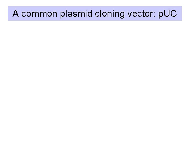 A common plasmid cloning vector: p. UC 