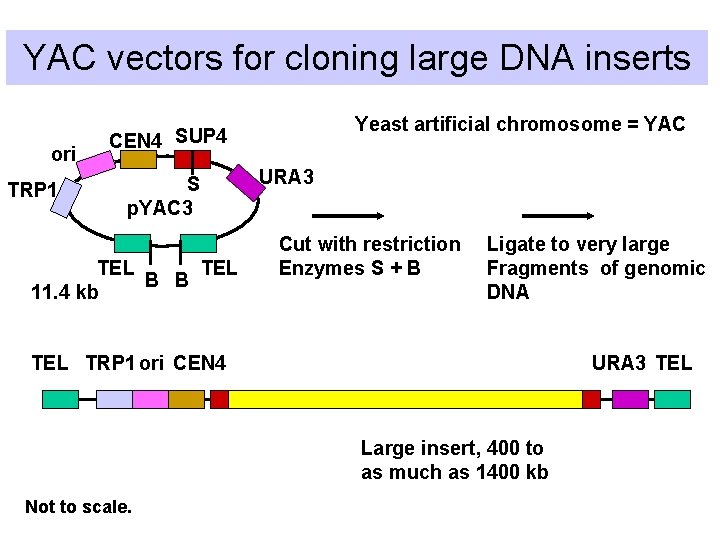 YAC vectors for cloning large DNA inserts ori TRP 1 Yeast artificial chromosome =