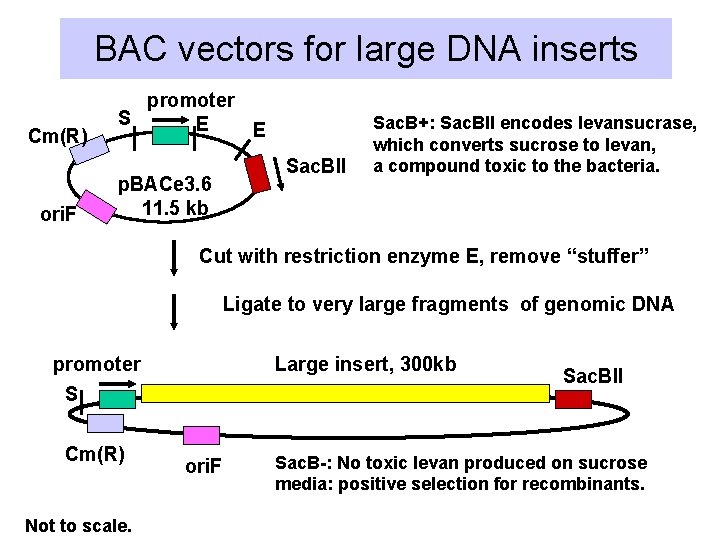 BAC vectors for large DNA inserts Cm(R) ori. F promoter S E E p.