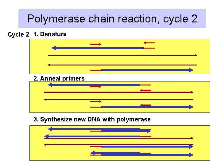 Polymerase chain reaction, cycle 2 Cycle 2 1. Denature 2. Anneal primers 3. Synthesize