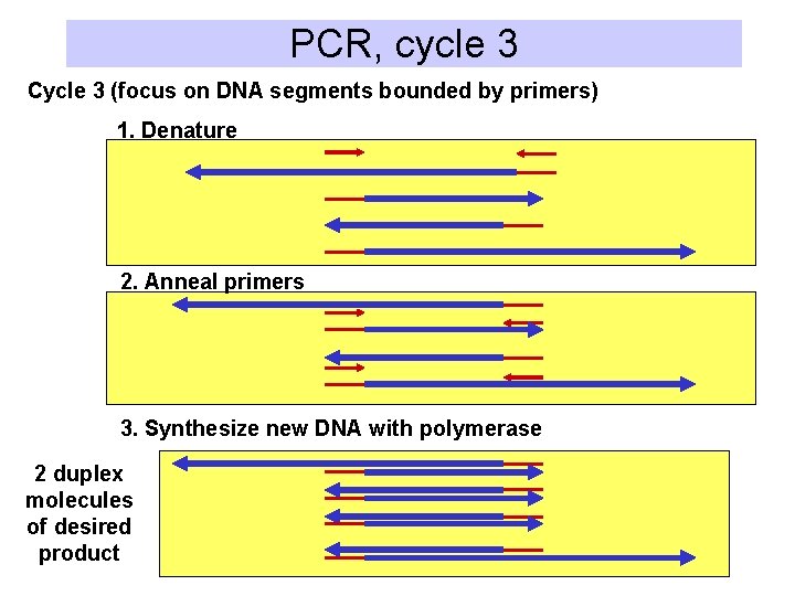 PCR, cycle 3 Cycle 3 (focus on DNA segments bounded by primers) 1. Denature