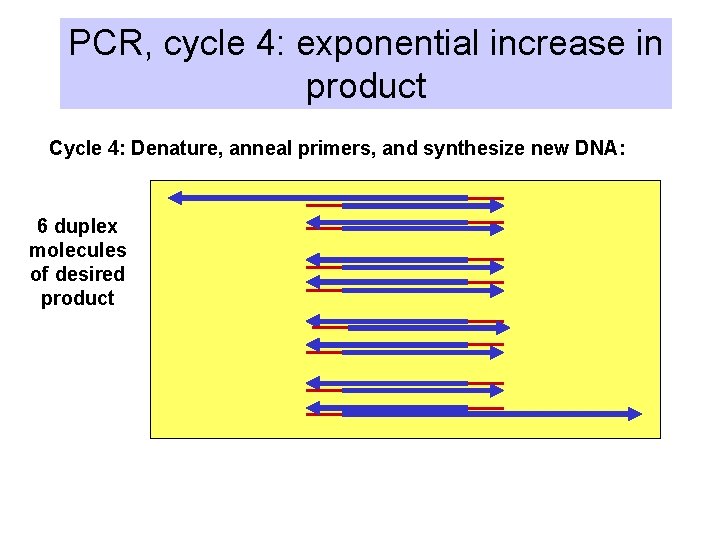 PCR, cycle 4: exponential increase in product Cycle 4: Denature, anneal primers, and synthesize