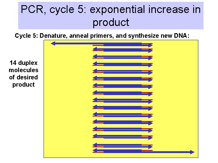 PCR, cycle 5: exponential increase in product Cycle 5: Denature, anneal primers, and synthesize