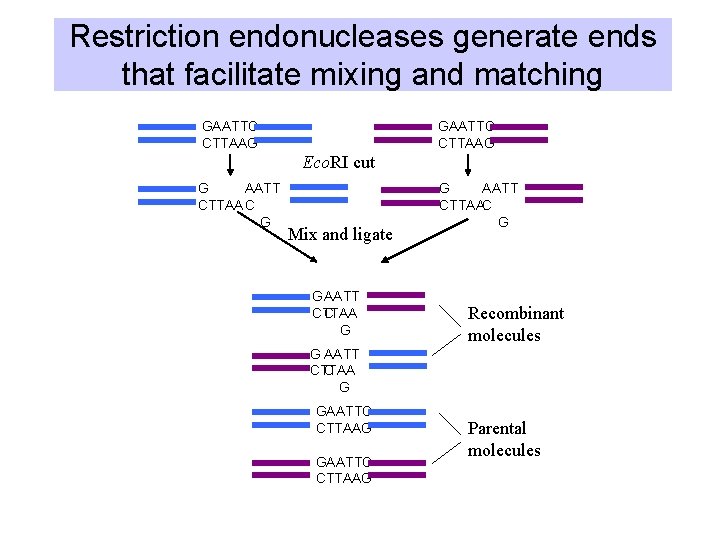 Restriction endonucleases generate ends that facilitate mixing and matching GAATTC CTTAAG Eco. RI cut