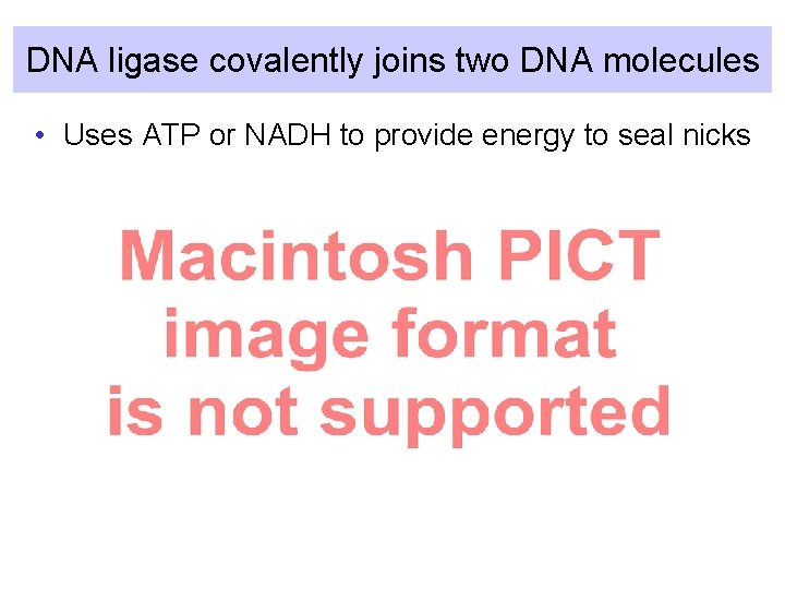 DNA ligase covalently joins two DNA molecules • Uses ATP or NADH to provide