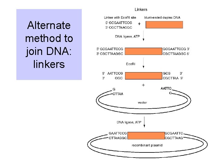 Alternate method to join DNA: linkers 