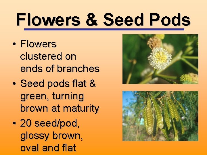 Flowers & Seed Pods • Flowers clustered on ends of branches • Seed pods