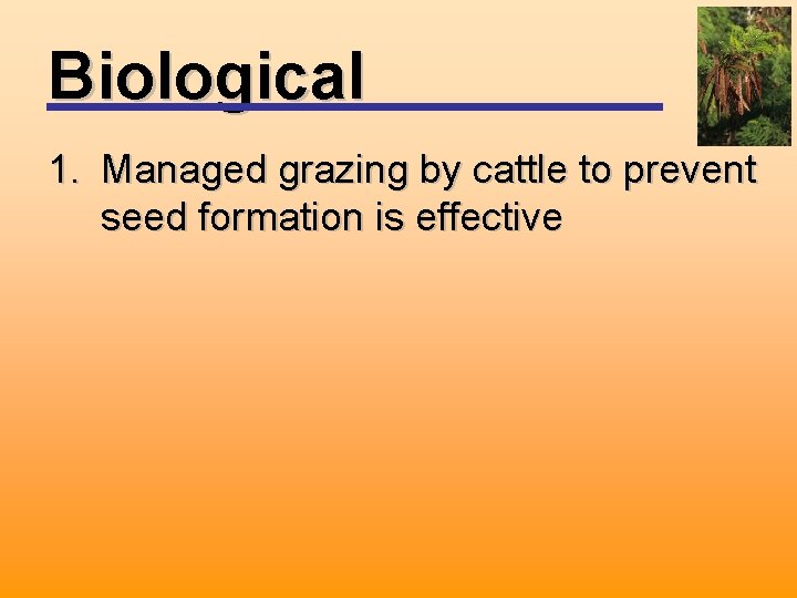 Biological 1. Managed grazing by cattle to prevent seed formation is effective 