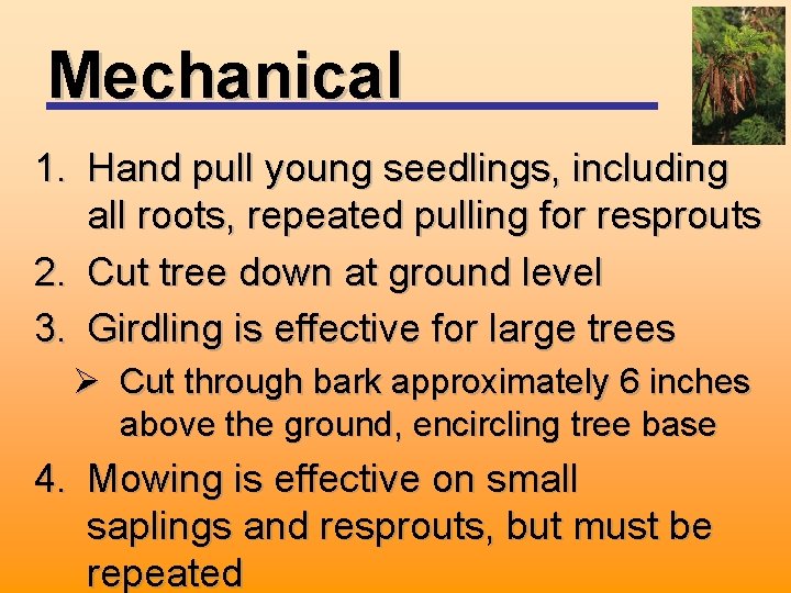 Mechanical 1. Hand pull young seedlings, including all roots, repeated pulling for resprouts 2.