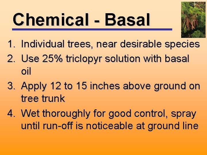 Chemical - Basal 1. Individual trees, near desirable species 2. Use 25% triclopyr solution