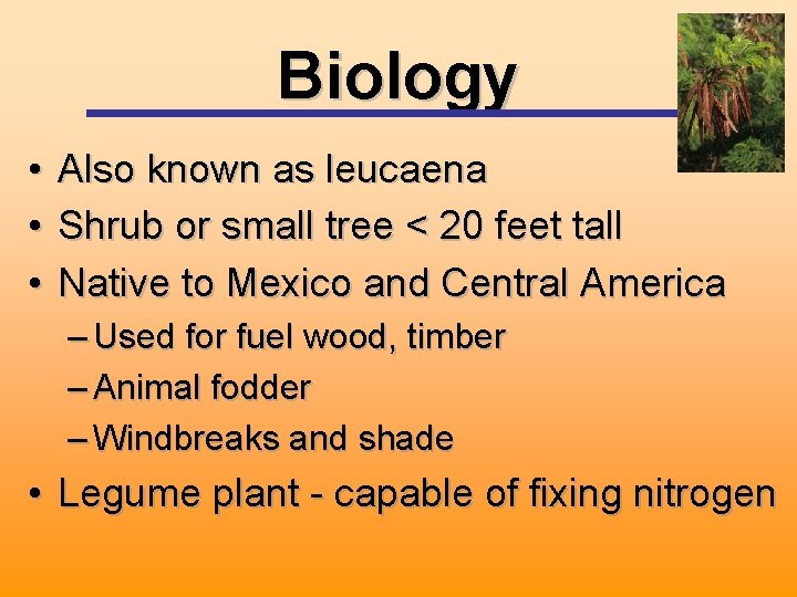 Biology • Also known as leucaena • Shrub or small tree < 20 feet
