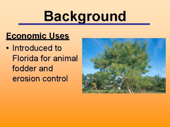 Background Economic Uses • Introduced to Florida for animal fodder and erosion control 