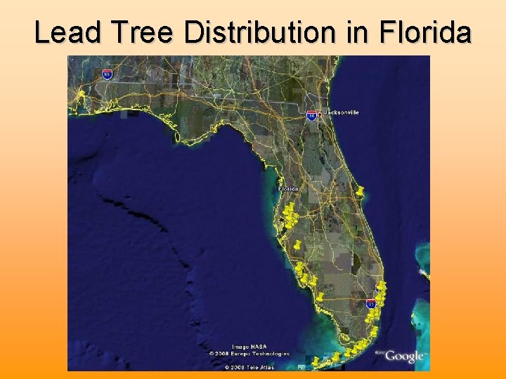 Lead Tree Distribution in Florida 