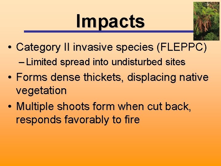 Impacts • Category II invasive species (FLEPPC) – Limited spread into undisturbed sites •